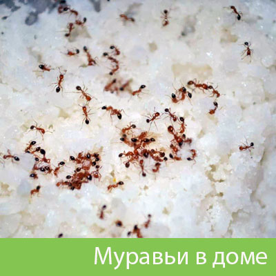 Муравьи в доме в Тюмени